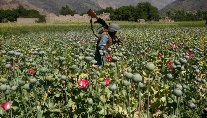 Opium cultivation area dropped by 20% in Afghanistan following Taliban's ban.