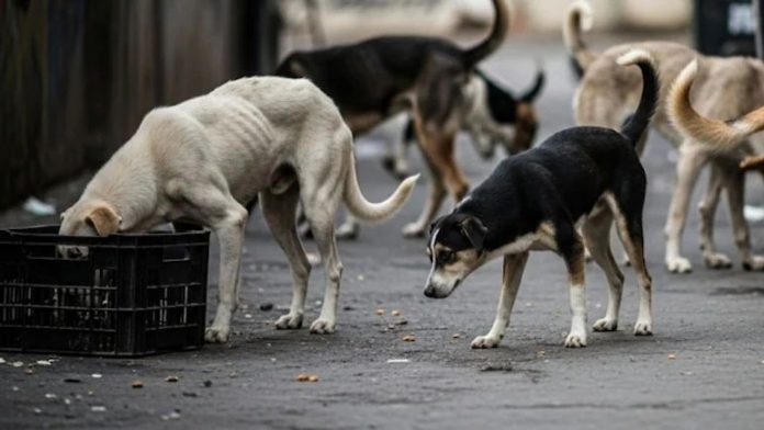 Delhi government clarifies teachers not assigned duties for stray dog enumeration