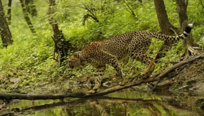 india cheetah reintroduction programme shows rising population with new cubs thriving