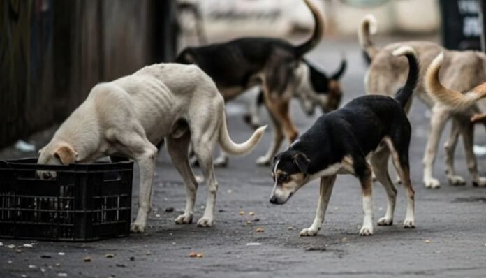 mass stray dog killing Telangana