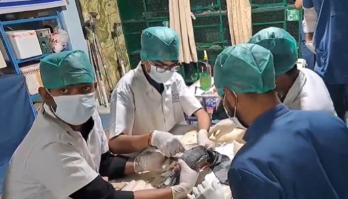Birds Injured by Kite Strings During Festivals