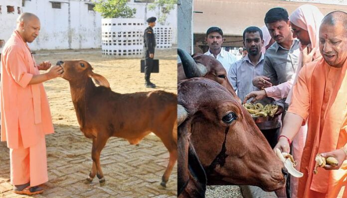 Cow Culture Museum in Mathura