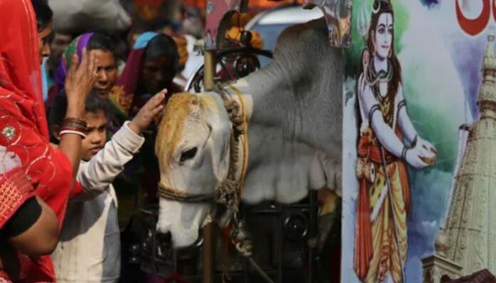 Madhya Pradesh: Puncture shop owner Abu Khan rapes cow in viral video, sparks anger among the Hindu community, police arrest accused