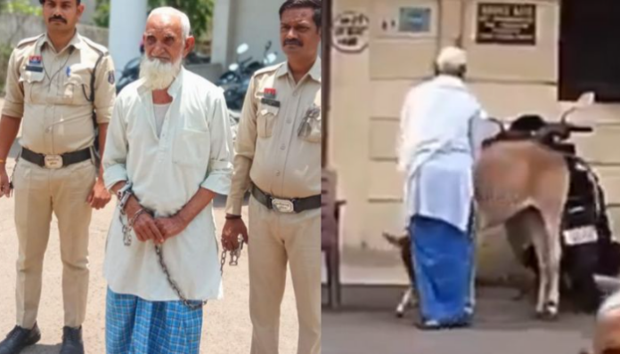 Hamiduddin, 70, has been arrested in Raipur for inappropriate behaviour with a cow.