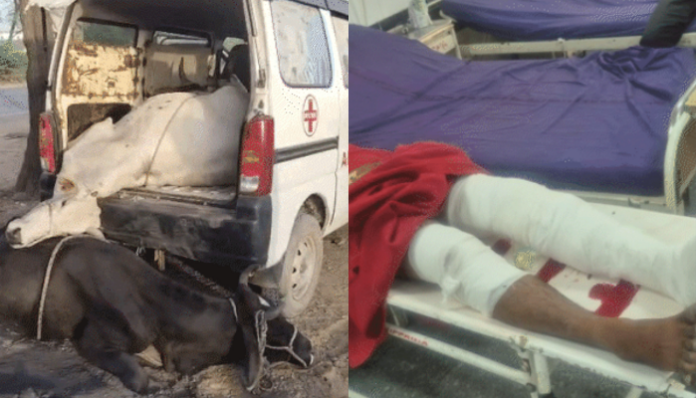 Cow smugglers use ambulance to transfer livestock in Nuh.