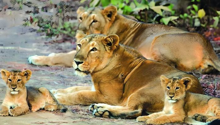After 8 lion cub deaths in Gir, swift government intervention brings situation under control: Here is the whole story and what wildlife experts say