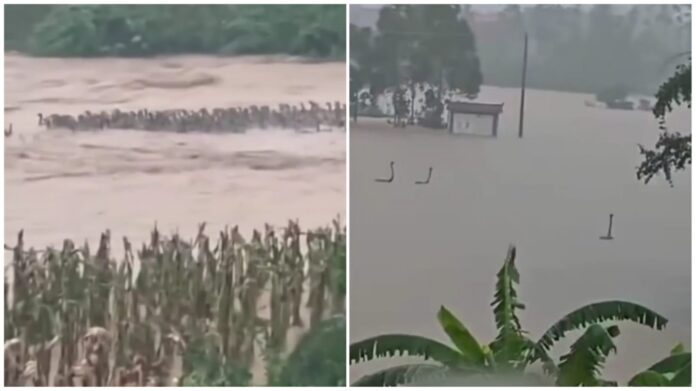 900 snakes China Typhoon Maysak