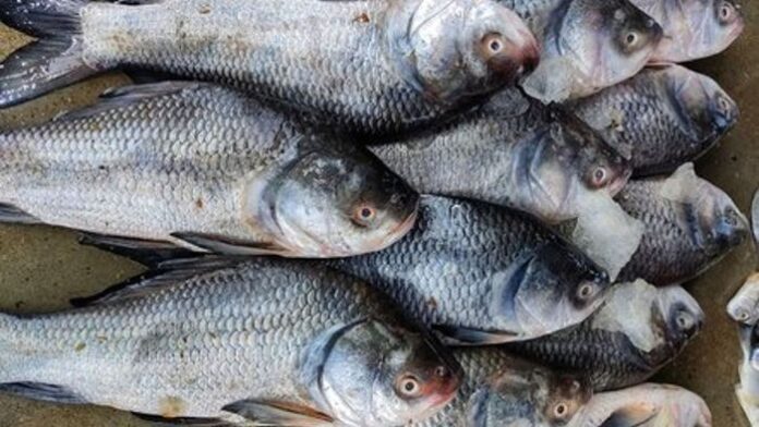 Bihar fish Nepal floodwaters